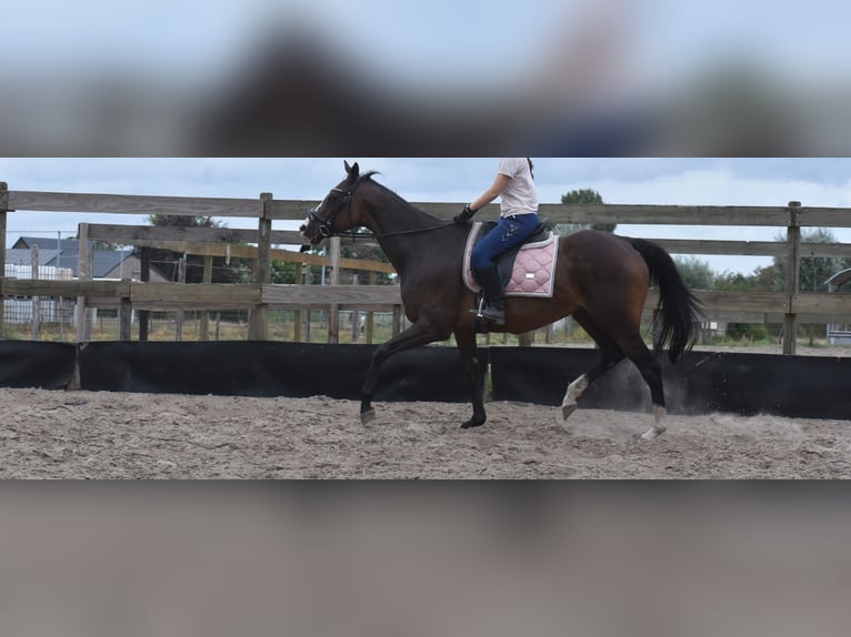 Sonstige Rassen Stute 9 Jahre 162 cm Dunkelbrauner in Achtmaal