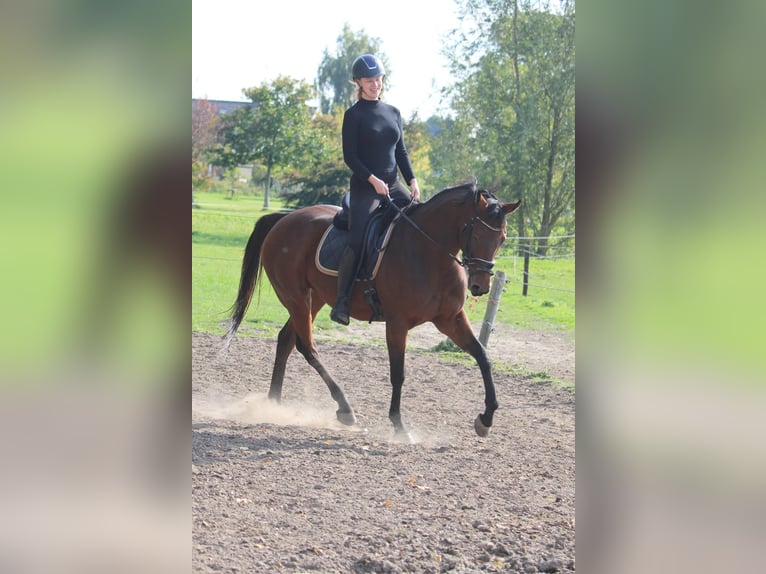 Sonstige Rassen Stute 9 Jahre 164 cm Brauner in Wijk en Aalburg