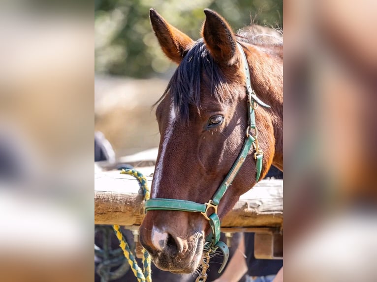 Sonstige Rassen Mix Stute 9 Jahre 167 cm Brauner in Mirandol bourgnounac