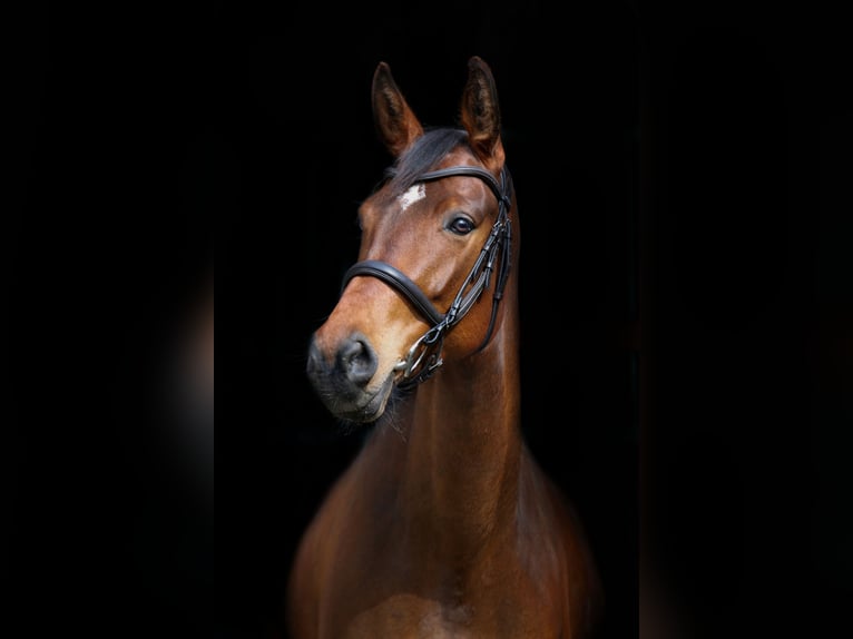 Sonstige Rassen Stute 9 Jahre 168 cm Brauner in Vechta