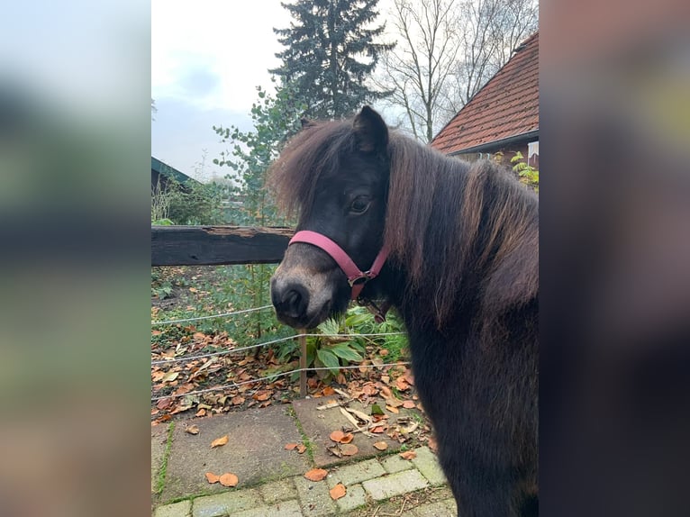 Sonstige Rassen Stute 9 Jahre in MoormerlandMoormerland