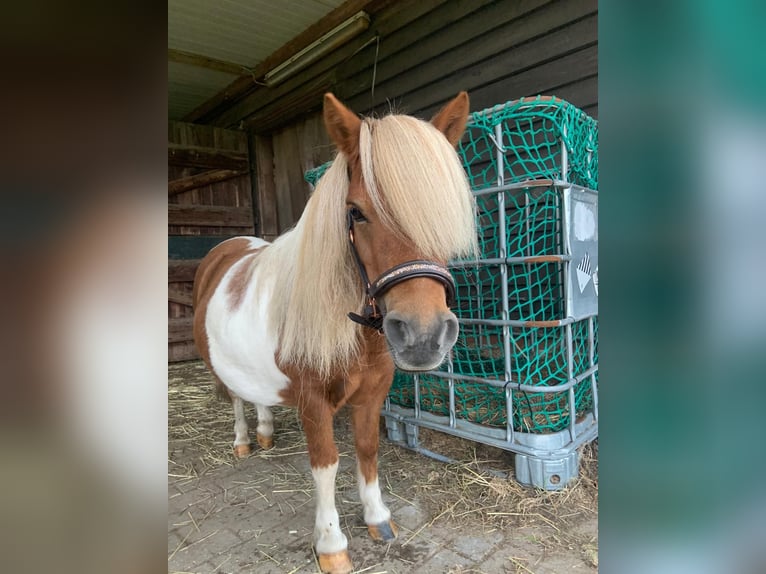 Sonstige Rassen Stute 9 Jahre in MoormerlandMoormerland