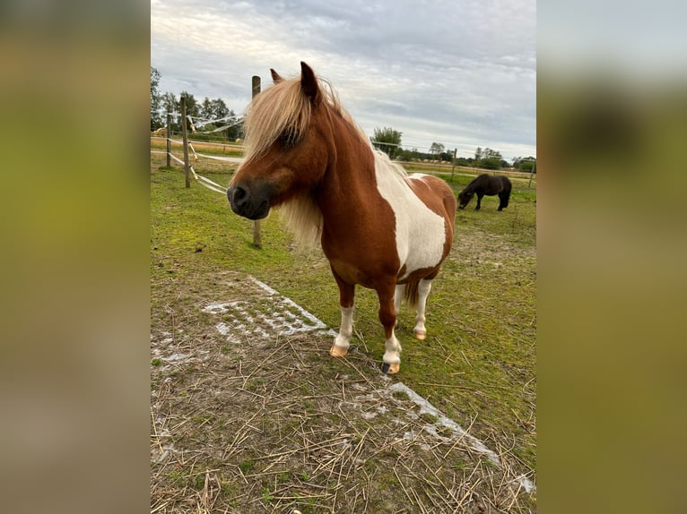 Sonstige Rassen Stute 9 Jahre in MoormerlandMoormerland