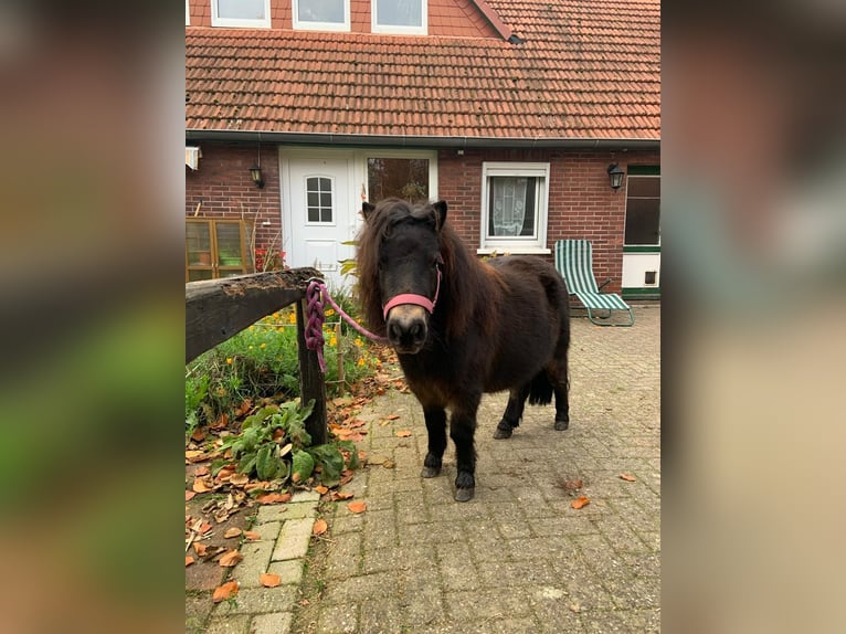 Sonstige Rassen Stute 9 Jahre in MoormerlandMoormerland