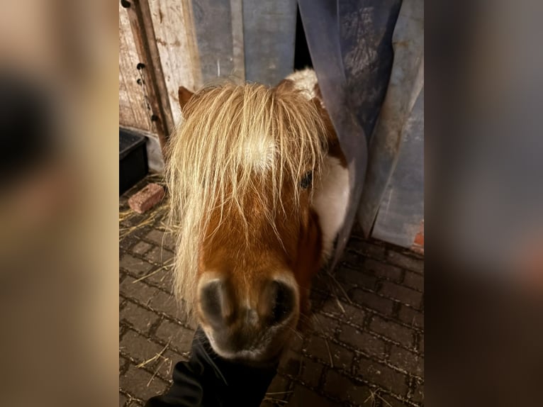 Sonstige Rassen Stute 9 Jahre in MoormerlandMoormerland