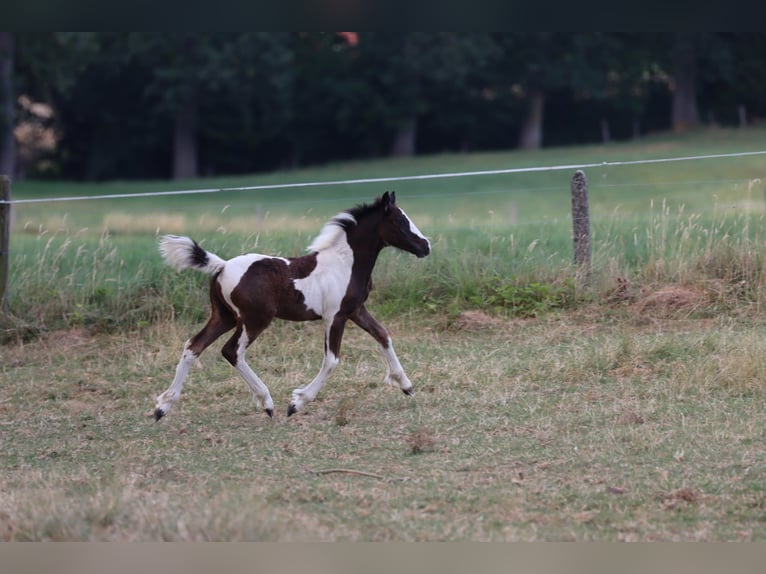 Sonstige Rassen Stute Fohlen (05/2026) 148 cm Tobiano-alle-Farben in Renaix