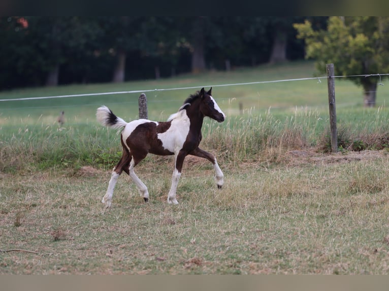 Sonstige Rassen Stute Fohlen (05/2026) 148 cm Tobiano-alle-Farben in Renaix