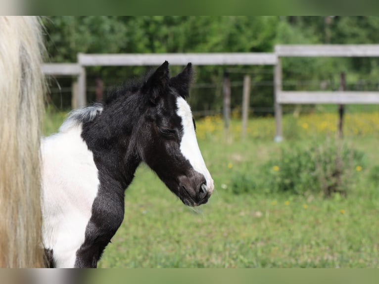 Sonstige Rassen Stute Fohlen (05/2026) 148 cm Tobiano-alle-Farben in Renaix