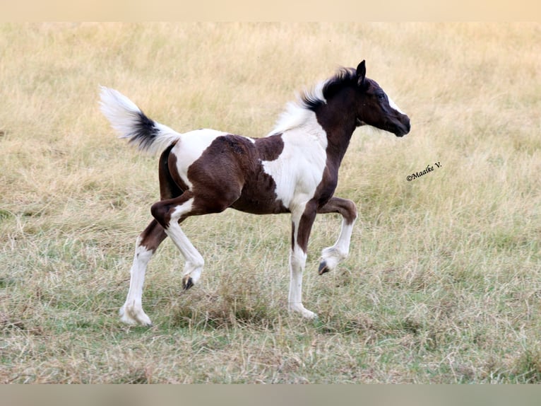 Sonstige Rassen Stute Fohlen (05/2026) 148 cm Tobiano-alle-Farben in Renaix