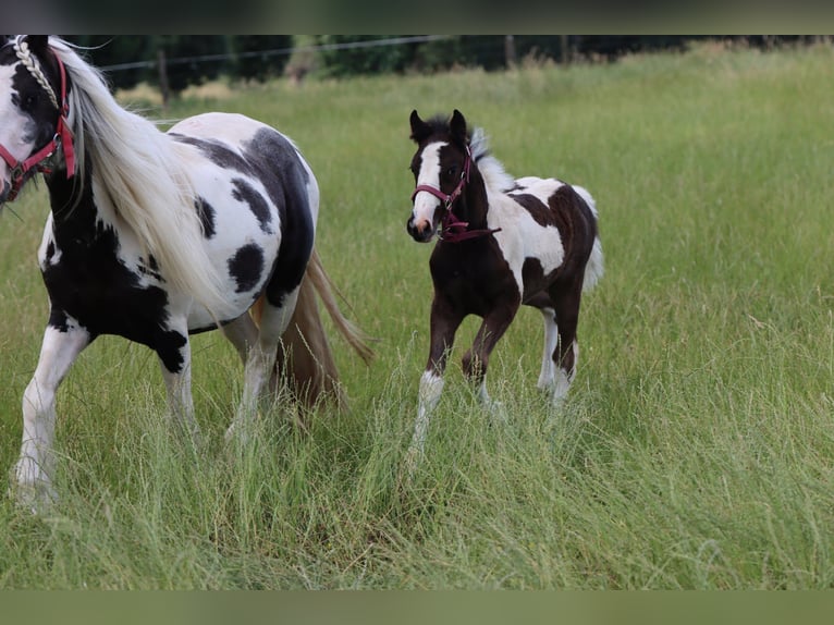 Sonstige Rassen Stute Fohlen (05/2026) 148 cm Tobiano-alle-Farben in Renaix
