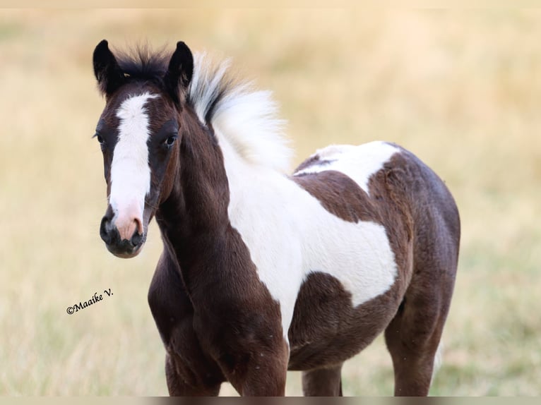 Sonstige Rassen Stute Fohlen (05/2026) 148 cm Tobiano-alle-Farben in Renaix