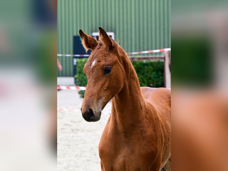 Sonstige Rassen Stute  Brauner in Bladel