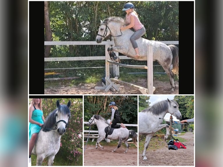 Sonstige Rassen Mix Wallach 10 Jahre 135 cm Schimmel in Nordholz
