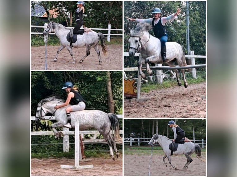Sonstige Rassen Mix Wallach 10 Jahre 135 cm Schimmel in Nordholz
