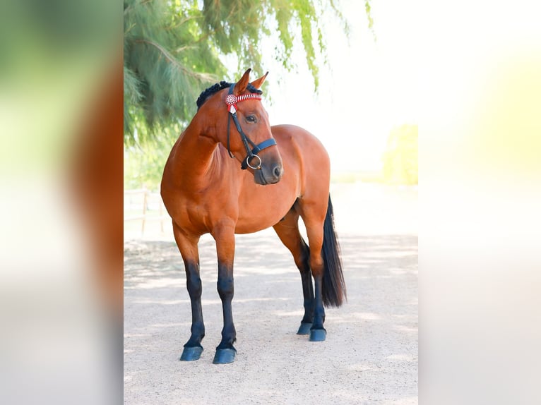 Sonstige Rassen Mix Wallach 10 Jahre 137 cm Rotbrauner in South Africa