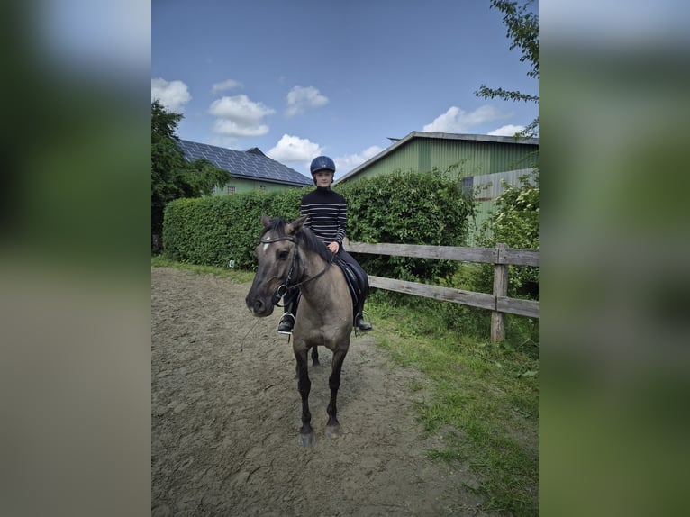 Sonstige Rassen Mix Wallach 10 Jahre 138 cm in Timmendorfer Strand