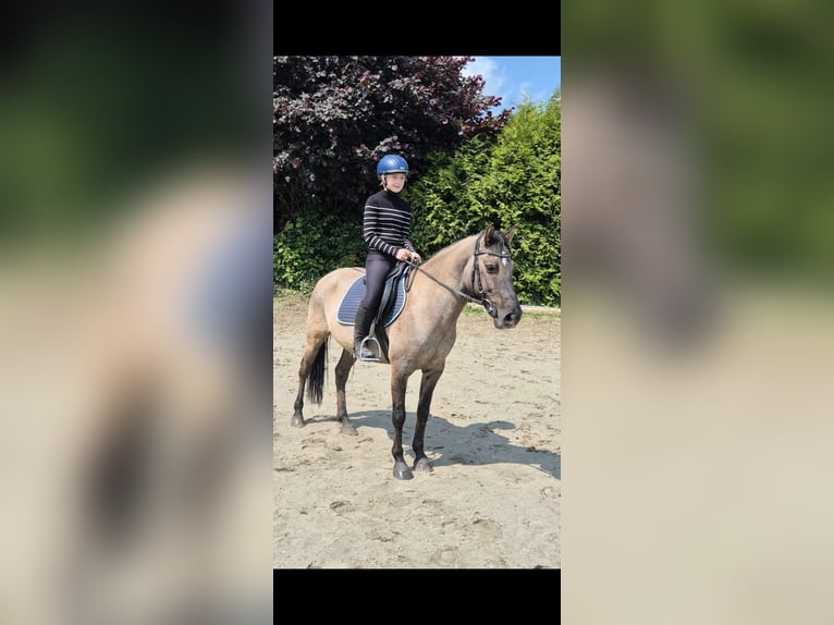 Sonstige Rassen Mix Wallach 10 Jahre 138 cm in Timmendorfer Strand
