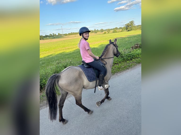 Sonstige Rassen Mix Wallach 10 Jahre 138 cm in Timmendorfer Strand