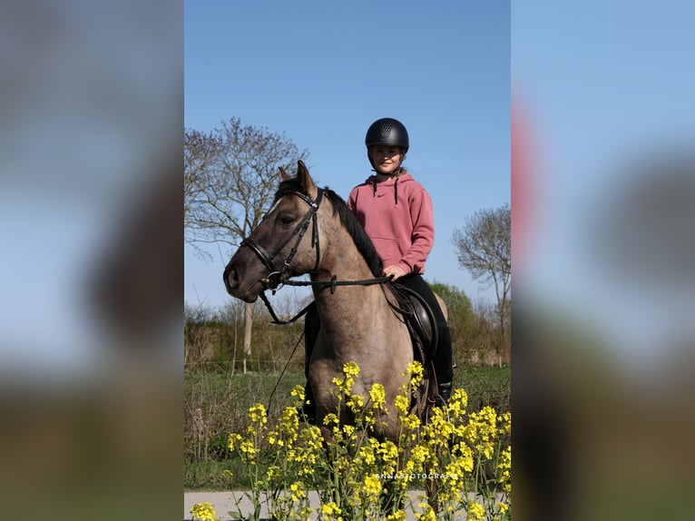 Sonstige Rassen Mix Wallach 10 Jahre 138 cm in Timmendorfer Strand