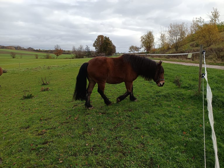 Sonstige Rassen Mix Wallach 10 Jahre 143 cm Brauner in Ehingen