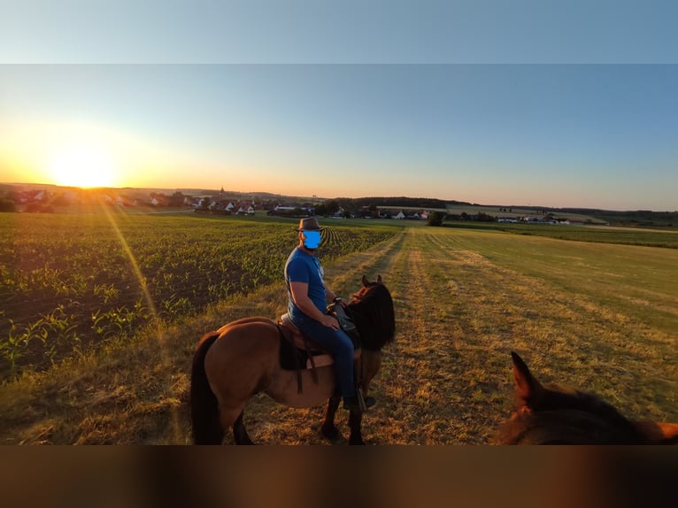 Sonstige Rassen Mix Wallach 10 Jahre 143 cm Brauner in Ehingen