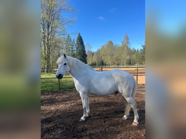 Sonstige Rassen Wallach 10 Jahre 143 cm White in Riga