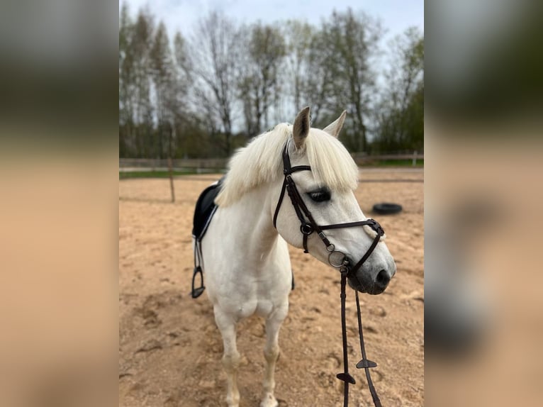 Sonstige Rassen Wallach 10 Jahre 143 cm White in Riga