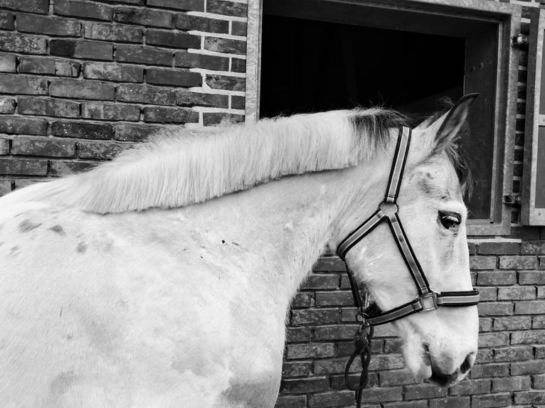 Sonstige Rassen Mix Wallach 10 Jahre 149 cm Schecke in Ellezelles