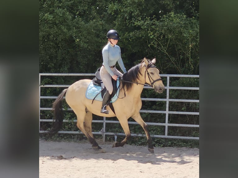 Sonstige Rassen Wallach 10 Jahre 150 cm Falbe in Bad Camberg