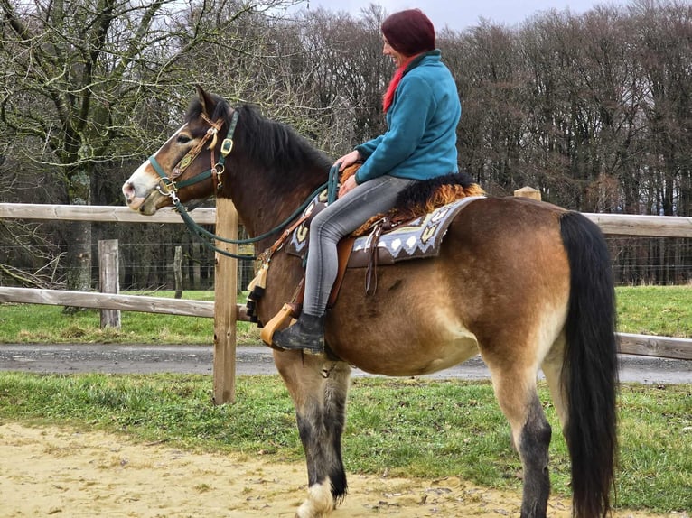 Sonstige Rassen Mix Wallach 10 Jahre 152 cm Brauner in Linkenbach