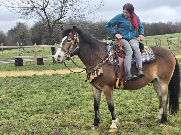 Sonstige Rassen Mix Wallach 10 Jahre 152 cm Brauner in Linkenbach