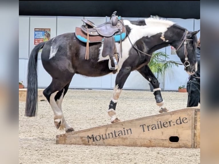 Sonstige Rassen Mix Wallach 10 Jahre 154 cm Schecke in Dingelstädt