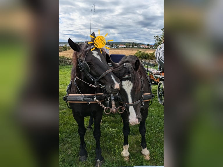 Sonstige Rassen Mix Wallach 10 Jahre 158 cm Rappe in Hirtenberg