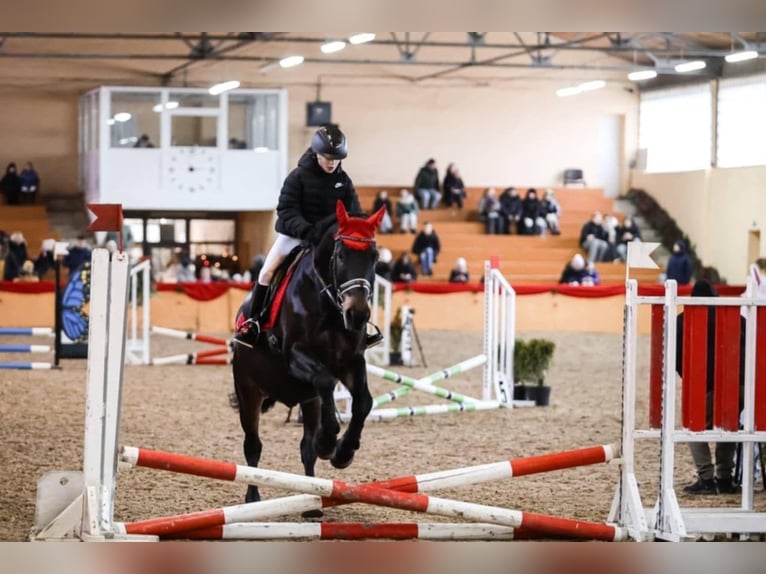 Sonstige Rassen Wallach 10 Jahre 160 cm Rotbrauner in Vilnius