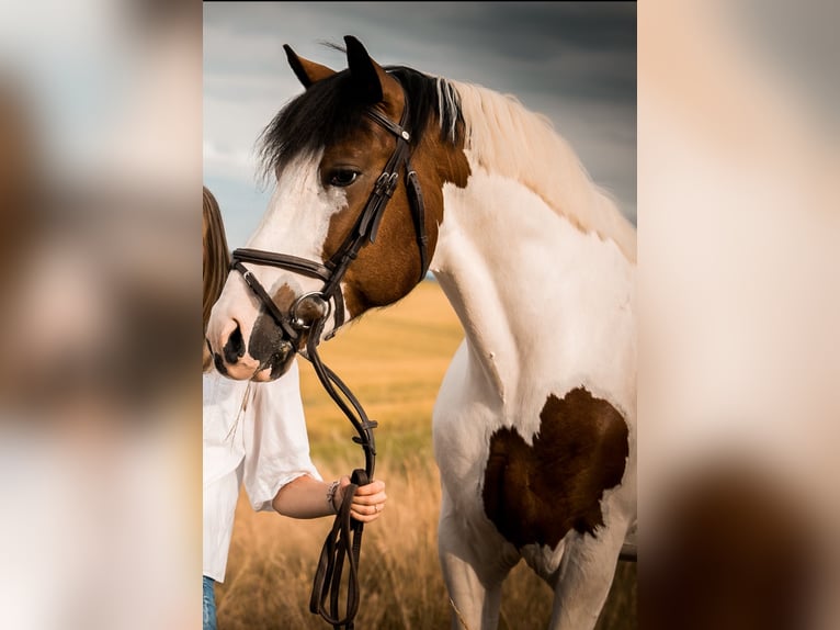Sonstige Rassen Mix Wallach 10 Jahre 160 cm Schecke in Heistenbach