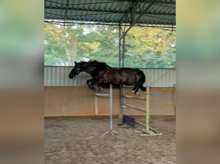 Sonstige Rassen Wallach 10 Jahre 166 cm Rappe in ostróda