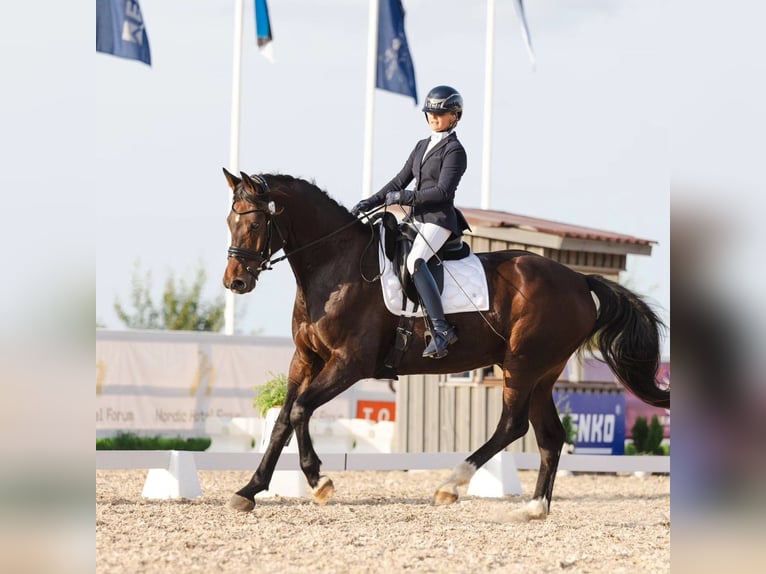 Sonstige Rassen Mix Wallach 10 Jahre 170 cm Brauner in Mallavere