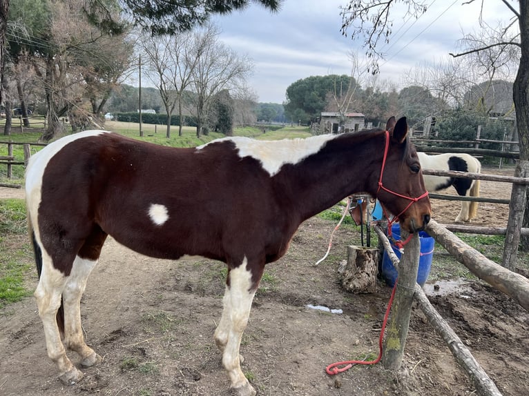 Sonstige Rassen Mix Wallach 10 Jahre 170 cm Tobiano-alle-Farben in Ravenna