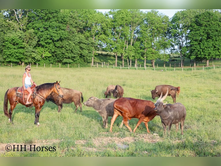 Sonstige Rassen Wallach 10 Jahre Buckskin in Flemingsburg