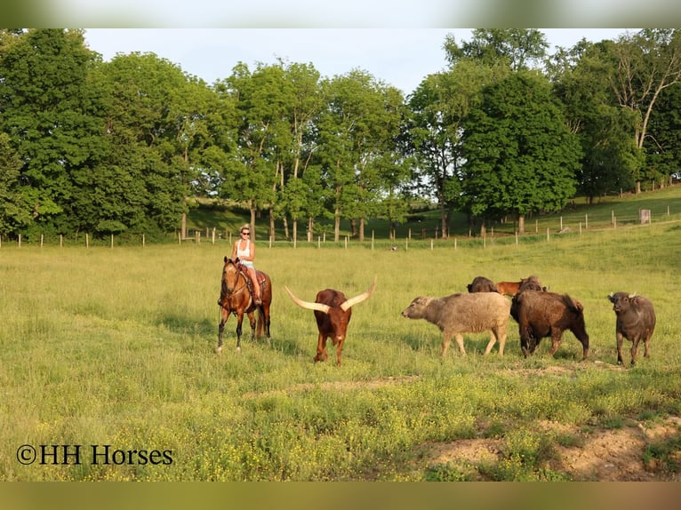 Sonstige Rassen Wallach 10 Jahre Buckskin in Flemingsburg