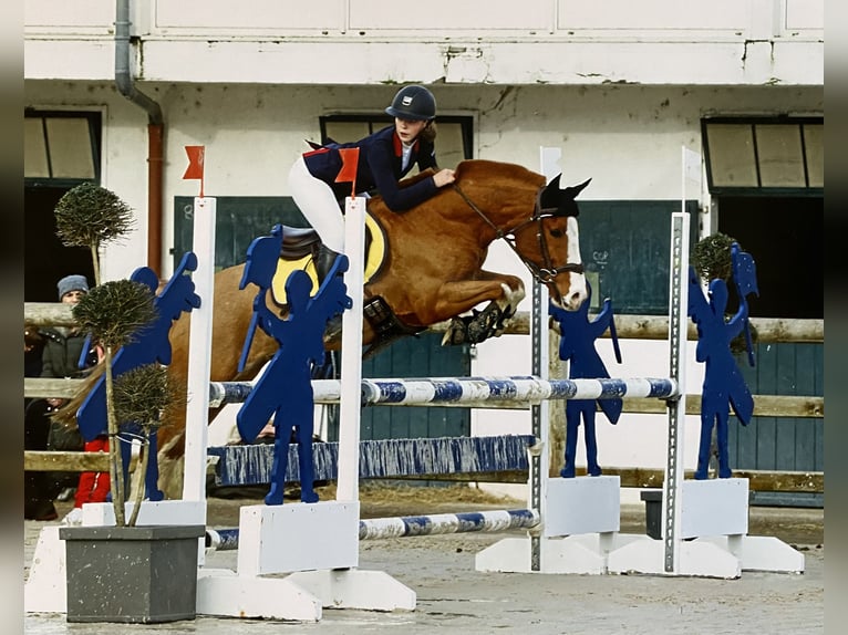 Sonstige Rassen Mix Wallach 11 Jahre 144 cm Fuchs in Penin