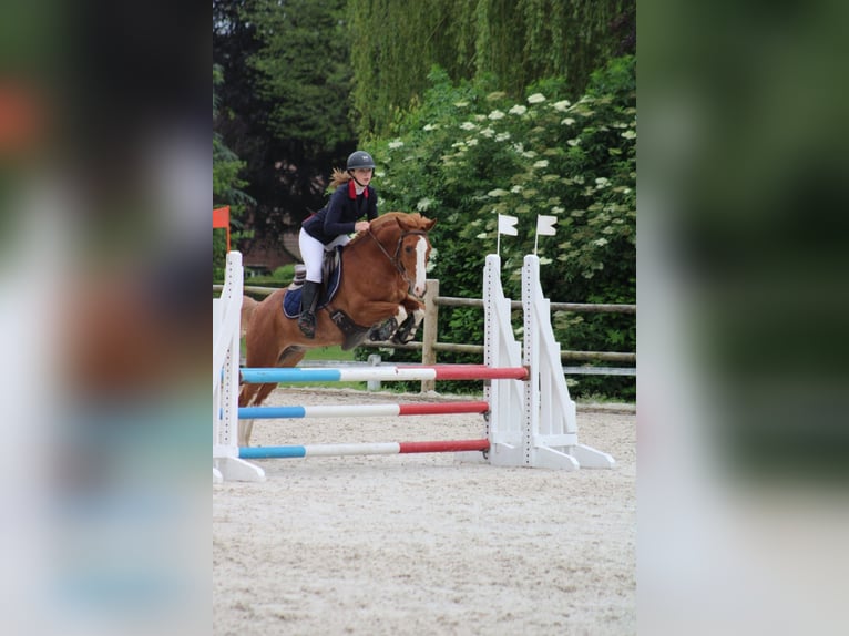 Sonstige Rassen Mix Wallach 11 Jahre 144 cm Fuchs in Penin