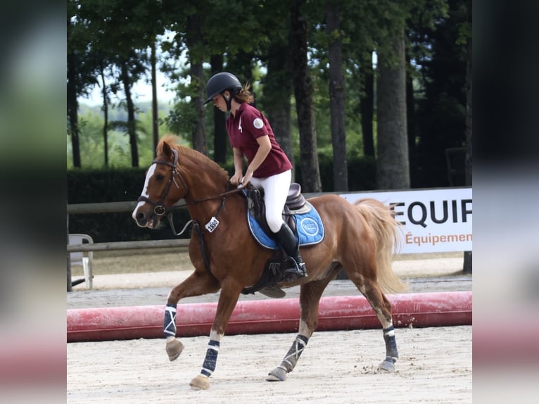 Sonstige Rassen Mix Wallach 11 Jahre 144 cm Fuchs in Penin