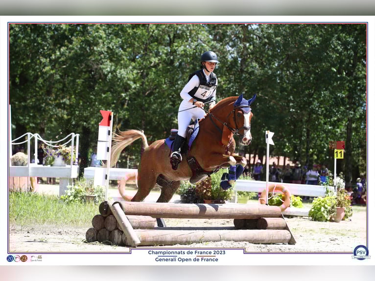 Sonstige Rassen Mix Wallach 11 Jahre 144 cm Fuchs in Penin
