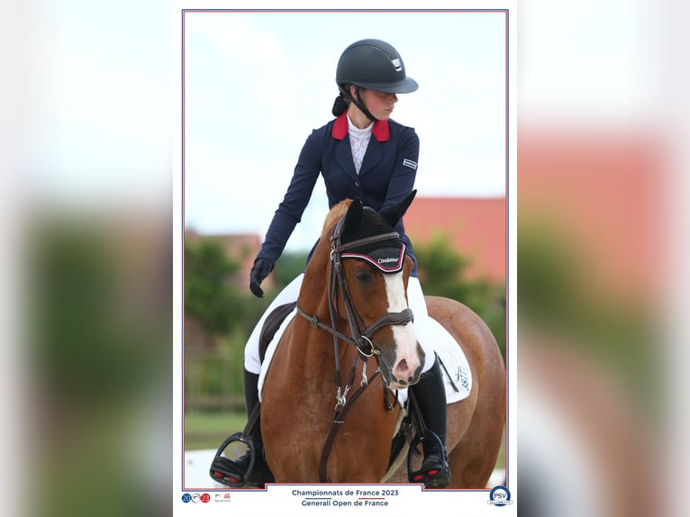 Sonstige Rassen Mix Wallach 11 Jahre 144 cm Fuchs in Penin