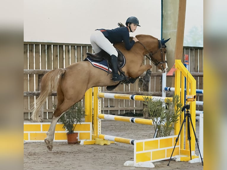 Sonstige Rassen Mix Wallach 11 Jahre 144 cm Fuchs in Penin