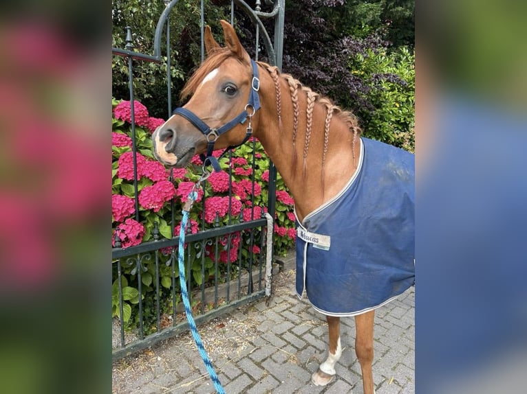 Sonstige Rassen Wallach 11 Jahre 148 cm Brauner in Purmerland