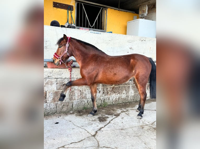 Sonstige Rassen Mix Wallach 11 Jahre 155 cm Brauner in Teramo Abruzzo