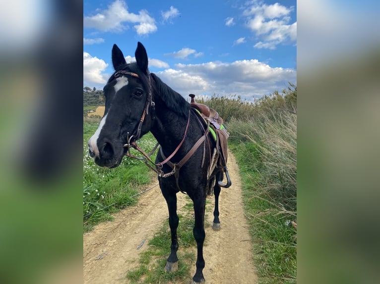 Sonstige Rassen Wallach 11 Jahre 155 cm Rappe in Solarino