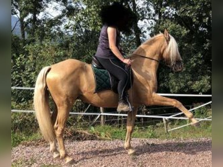 Sonstige Rassen Mix Wallach 11 Jahre 158 cm Overo-alle-Farben in Muhlbach sur Bruche
